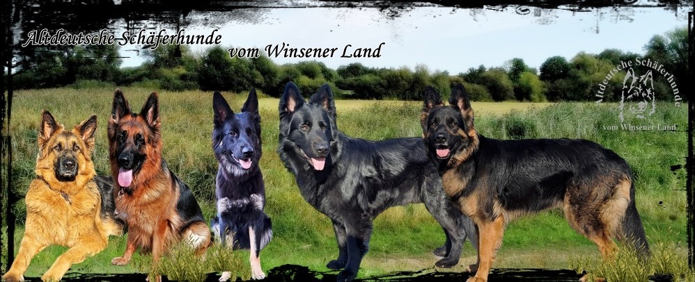 Hildegard - altdeutsche-schferhunde-vom-winsener-land.eu/index.html